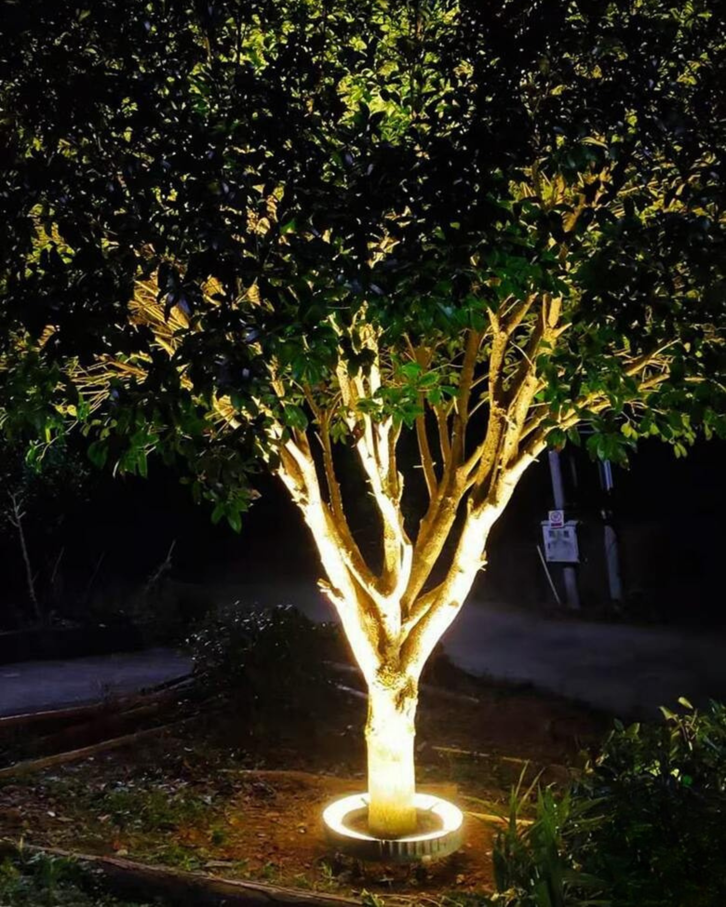 curved Led Tree Light